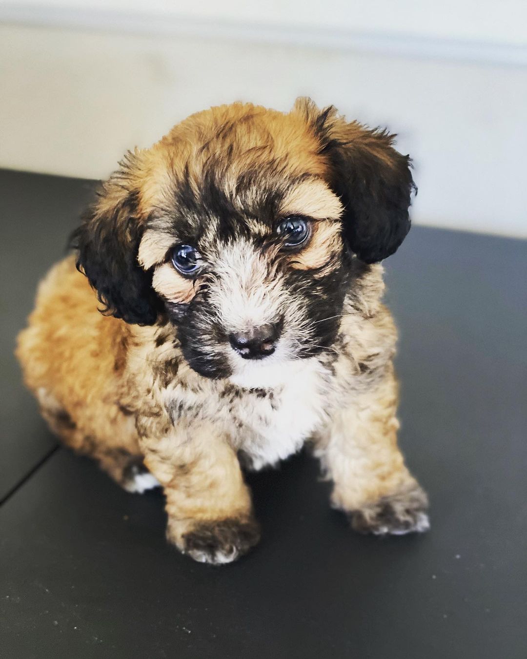 Maltipoo